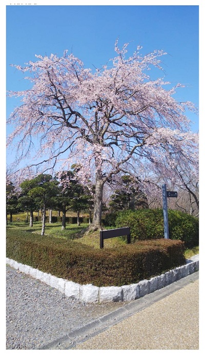 桜が咲き始めてますよ 鳥取ダイハツ販売株式会社